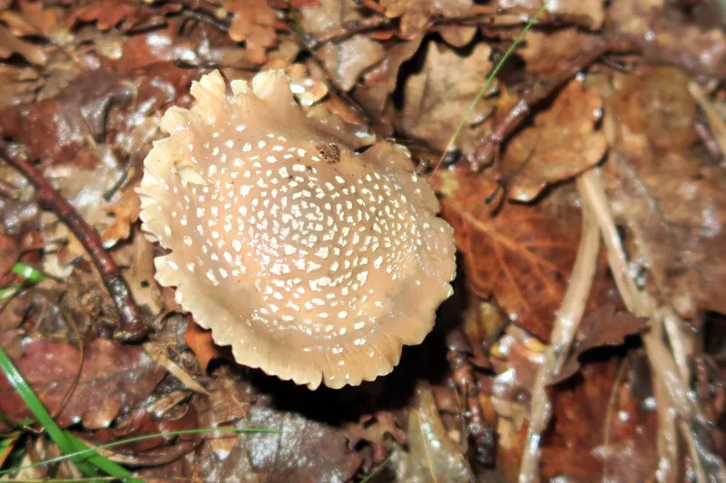 Amanita pantherina 1 - sombrero